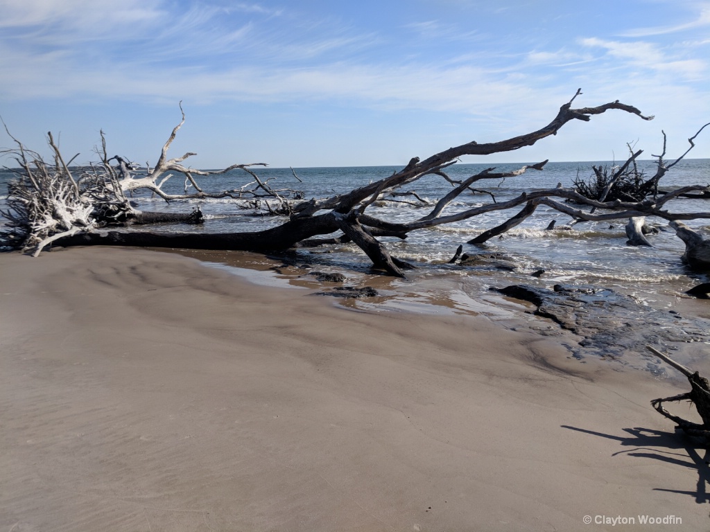 Fallen tree beach